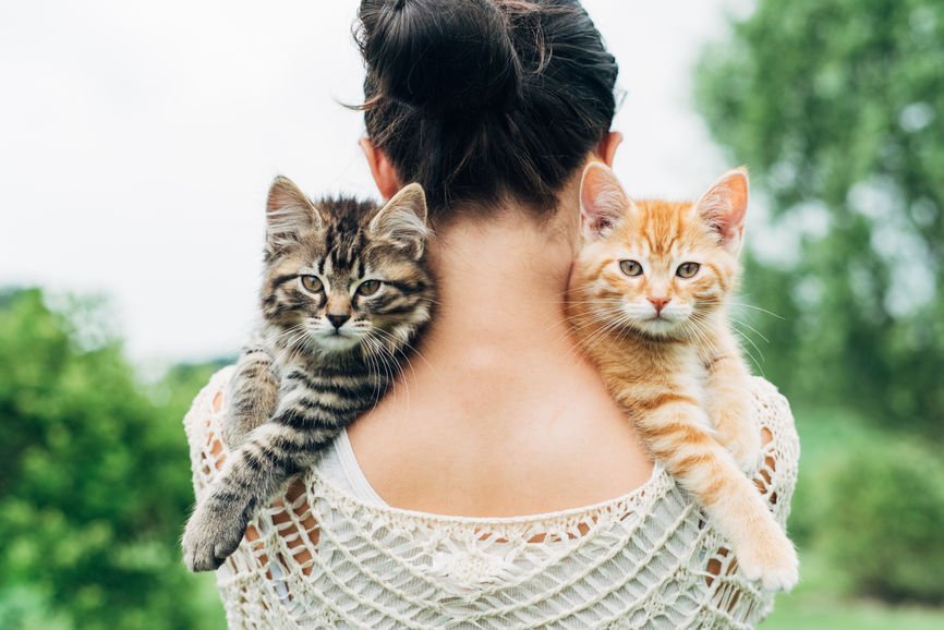 Katzen an Schulter