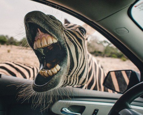 Zähne von Zebra